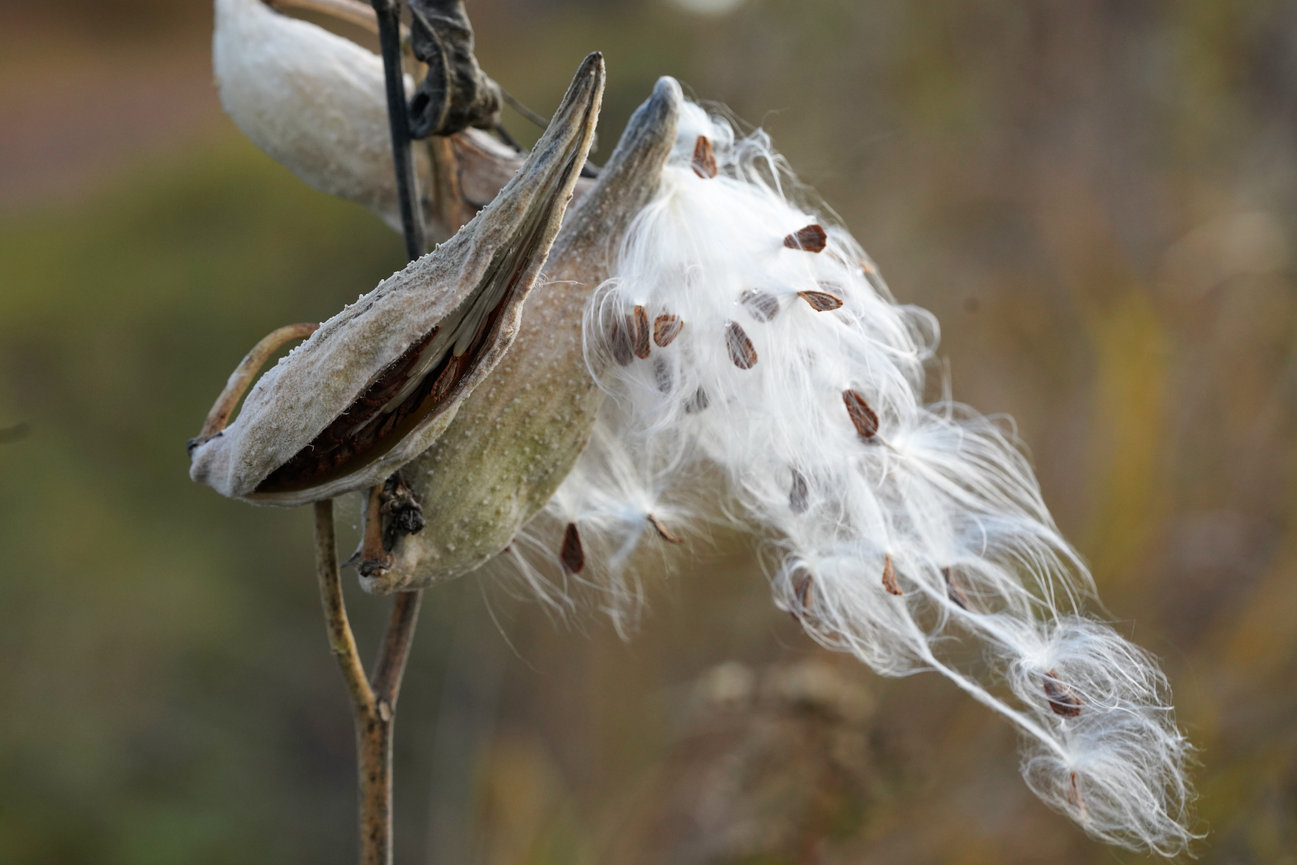 Open Milkweed seed pod releasing seeds with white tufts