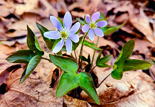 Close-up of spring wildflowers on a leafy forest floor
