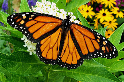 Monarch butterfly resting on white blooms with green leaves