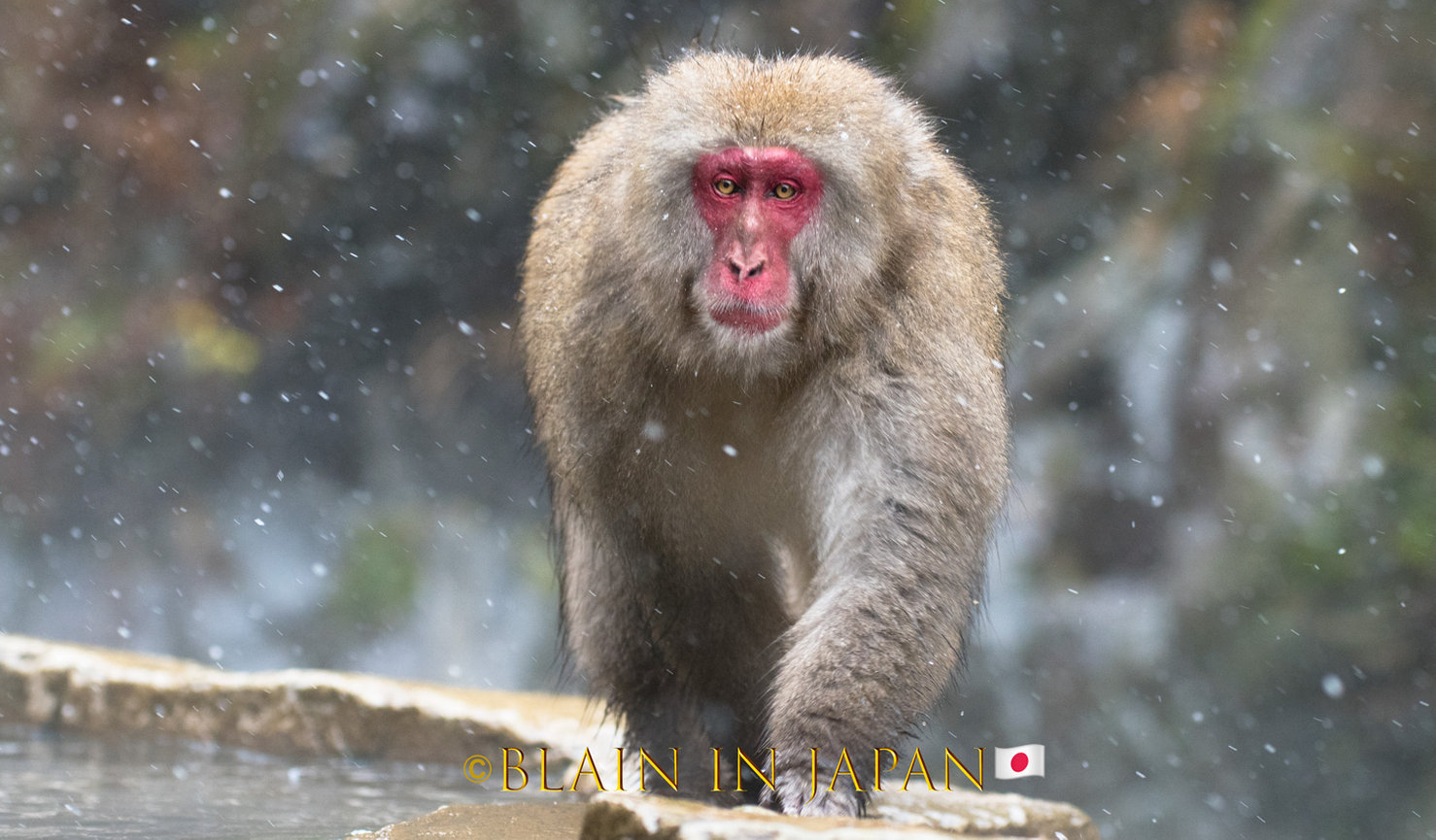 Snow Monkey Photo Tour Japan - Niigata, Nagano, or Anywhere