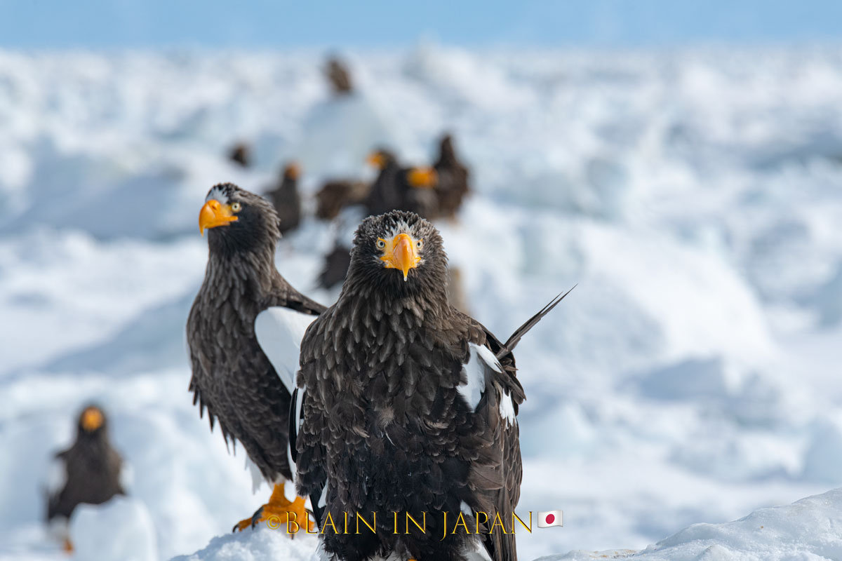 Hokkaido Birding Photography - Steller's Sea Eagles and White-tailed