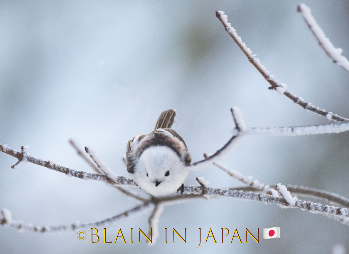 Hokkaido Bird Watching Photo Workshops - Feeding Habits of the