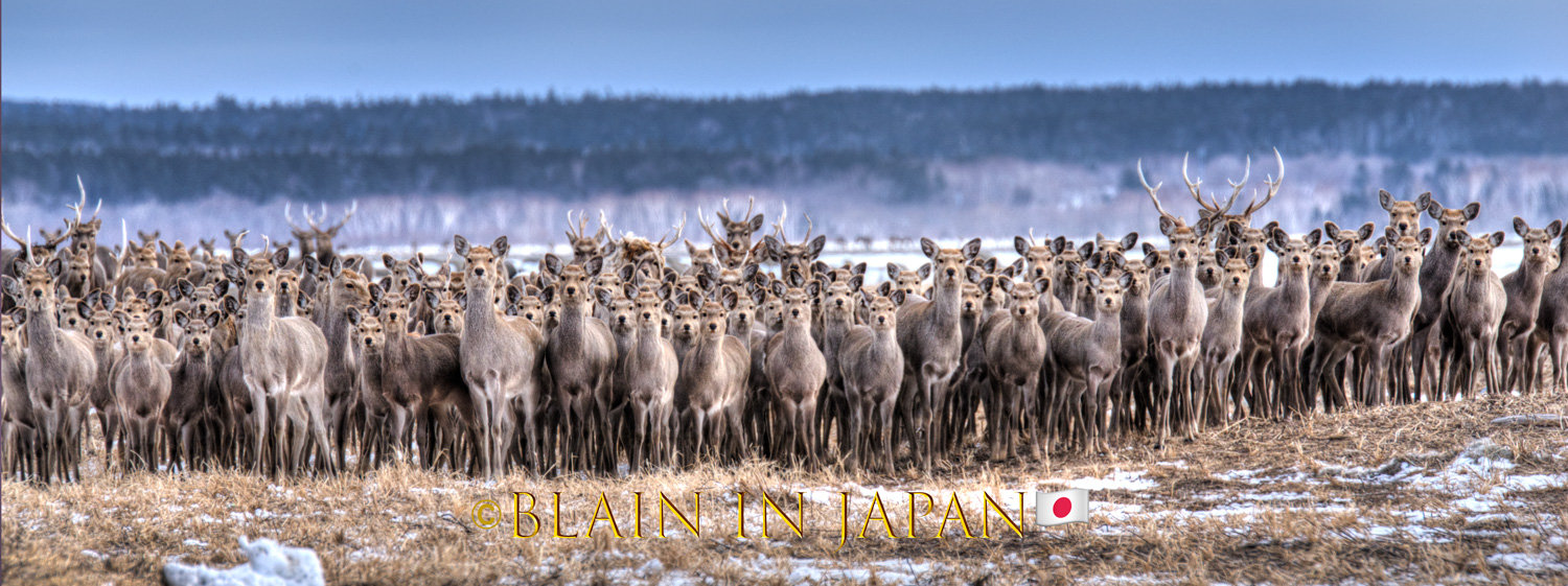 Hokkaido Deer Largest Herd Ever Photographed During my annual