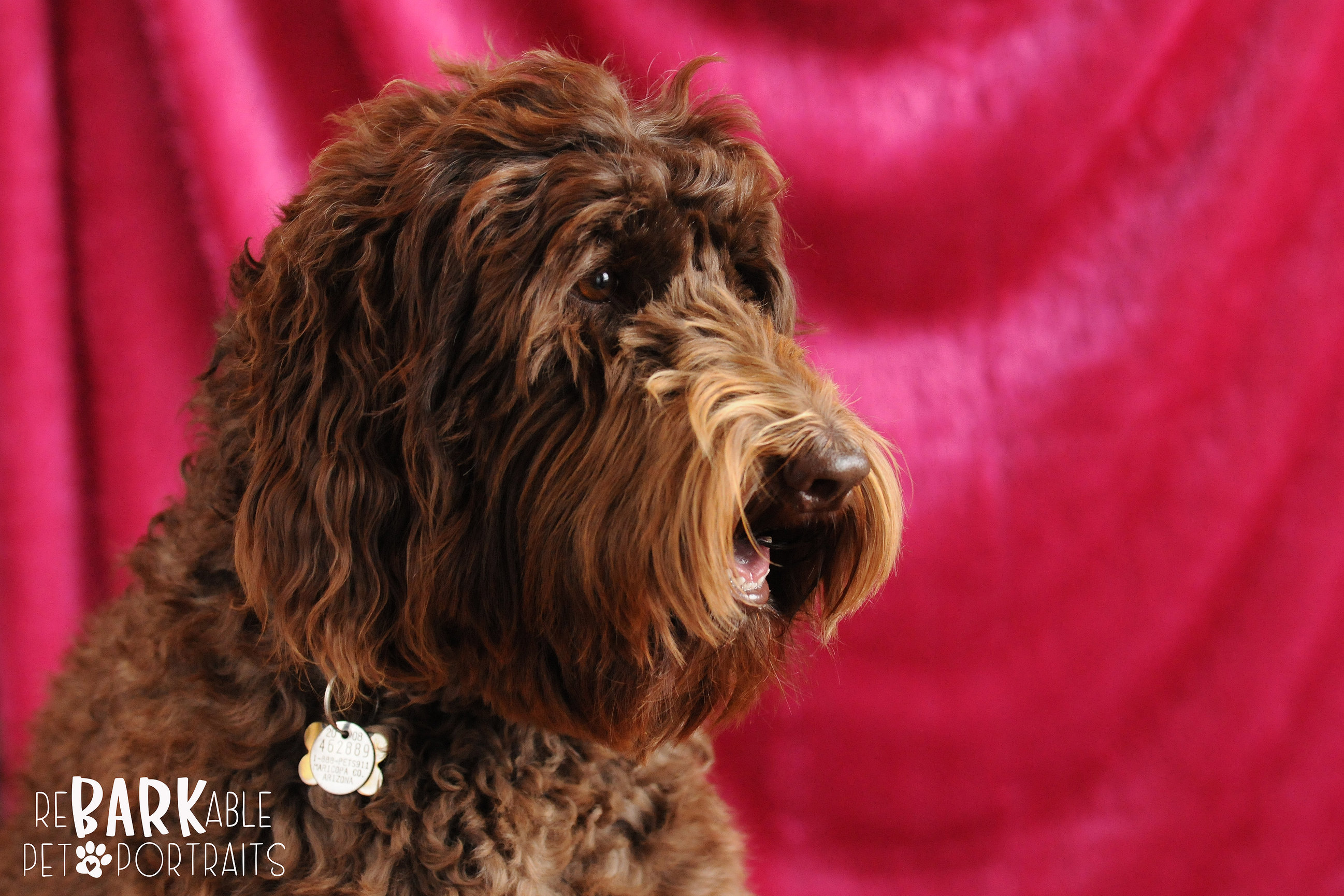 ReBARKable Pet Portraits Images by Kay & Co Photography