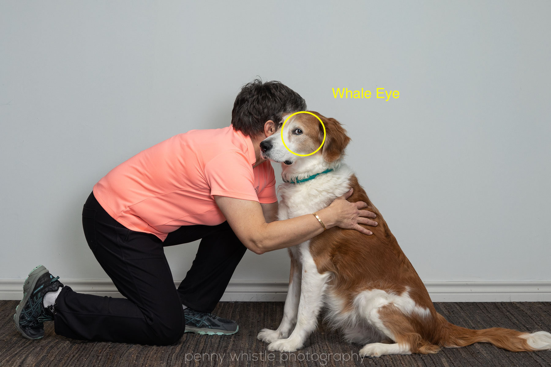 3 Ways to Hug a Dog - wikiHow Pet