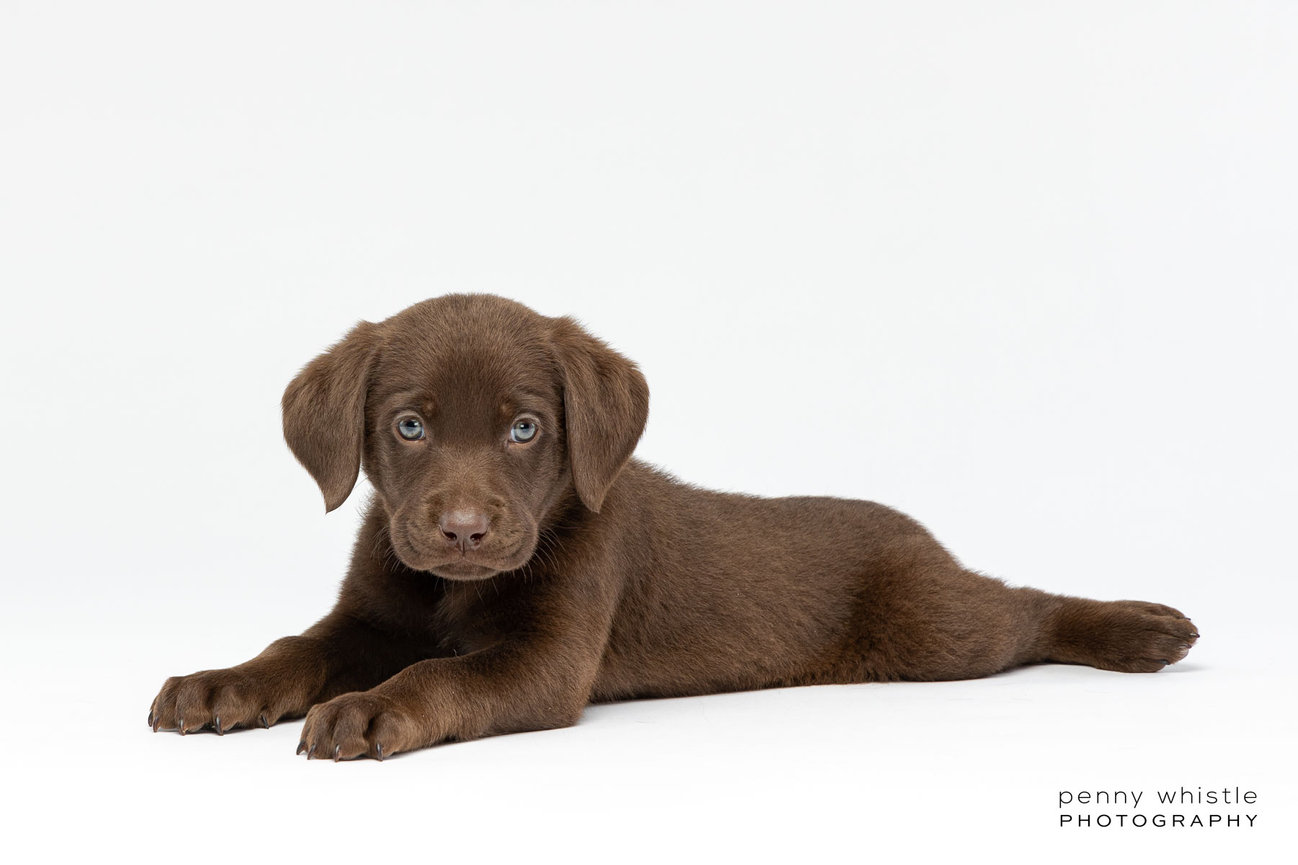 Dfw lab shops puppies