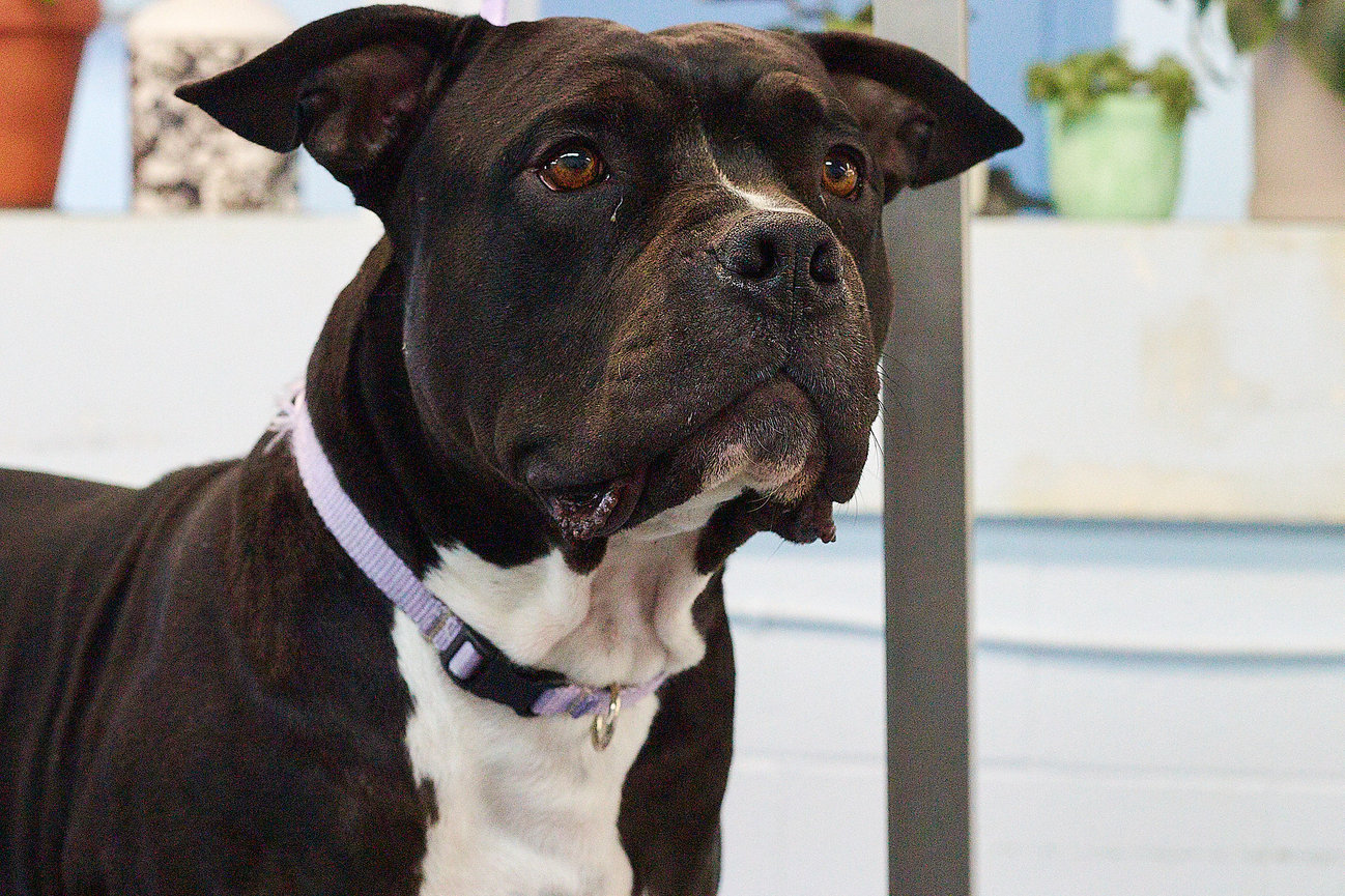 Contribute to Jenn’s pet photography work in Medicine Hat and support meaningful sessions that celebrate pets, families, and local brands.
