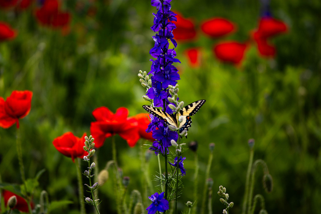Butterfly on purple wildflower with red poppies in a green meadow