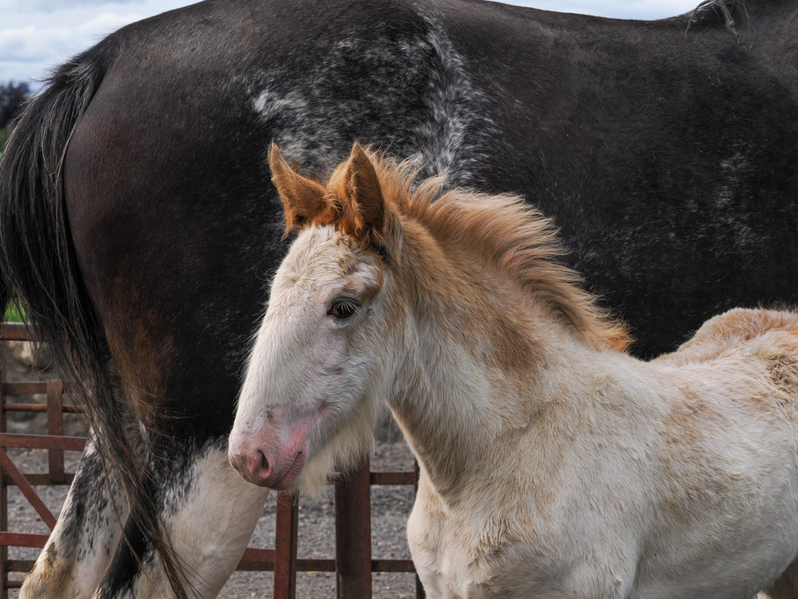 A young horse with a light-colored coat stands near a larger dark horse in a paddock.