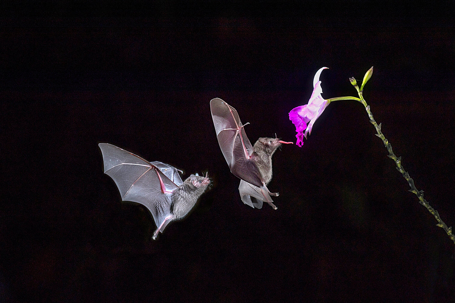 Bats Nectaring At Night Jim Zuckerman Photography Photo Tours