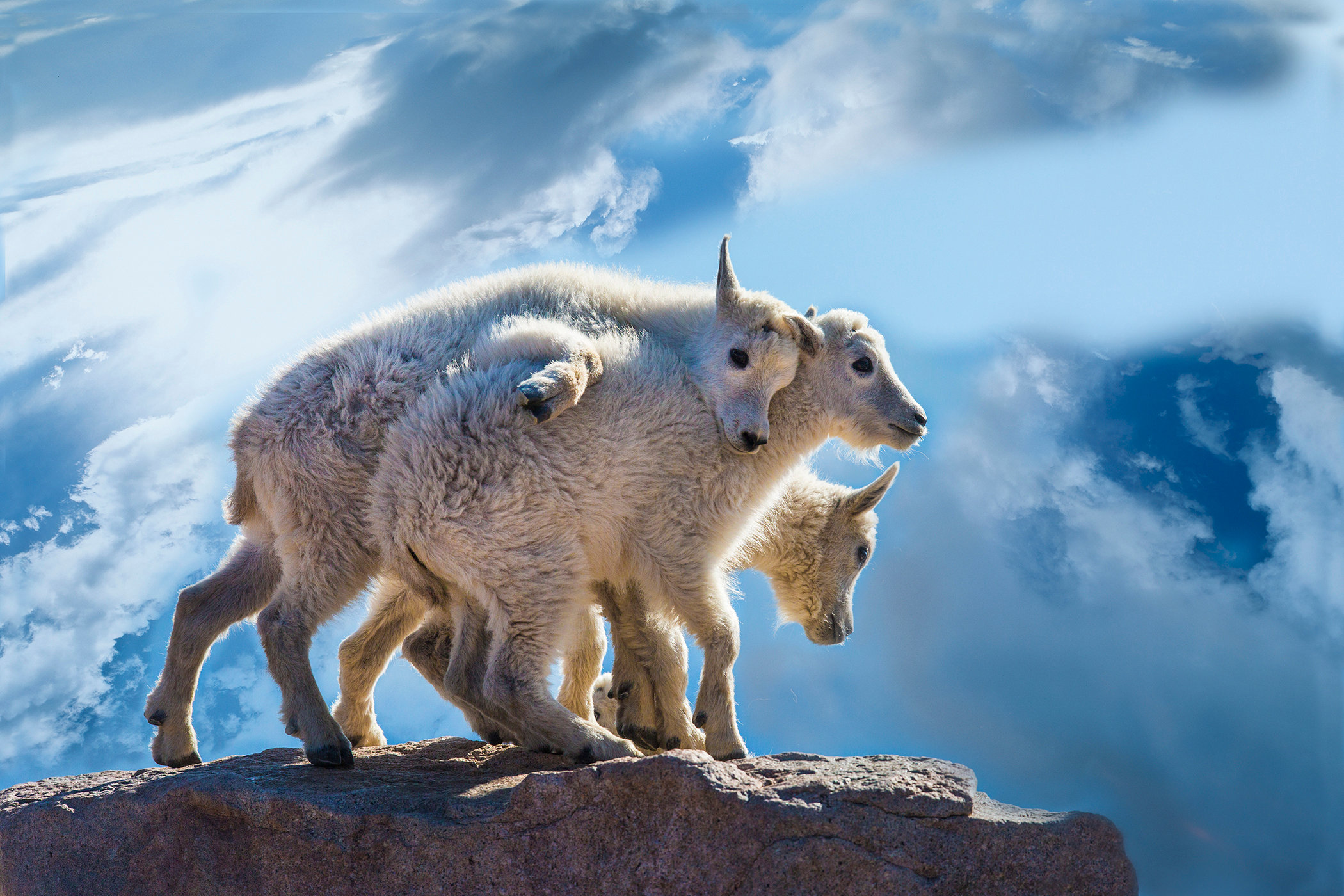 Mountain goat babies Jim Zuckerman photography & photo tours