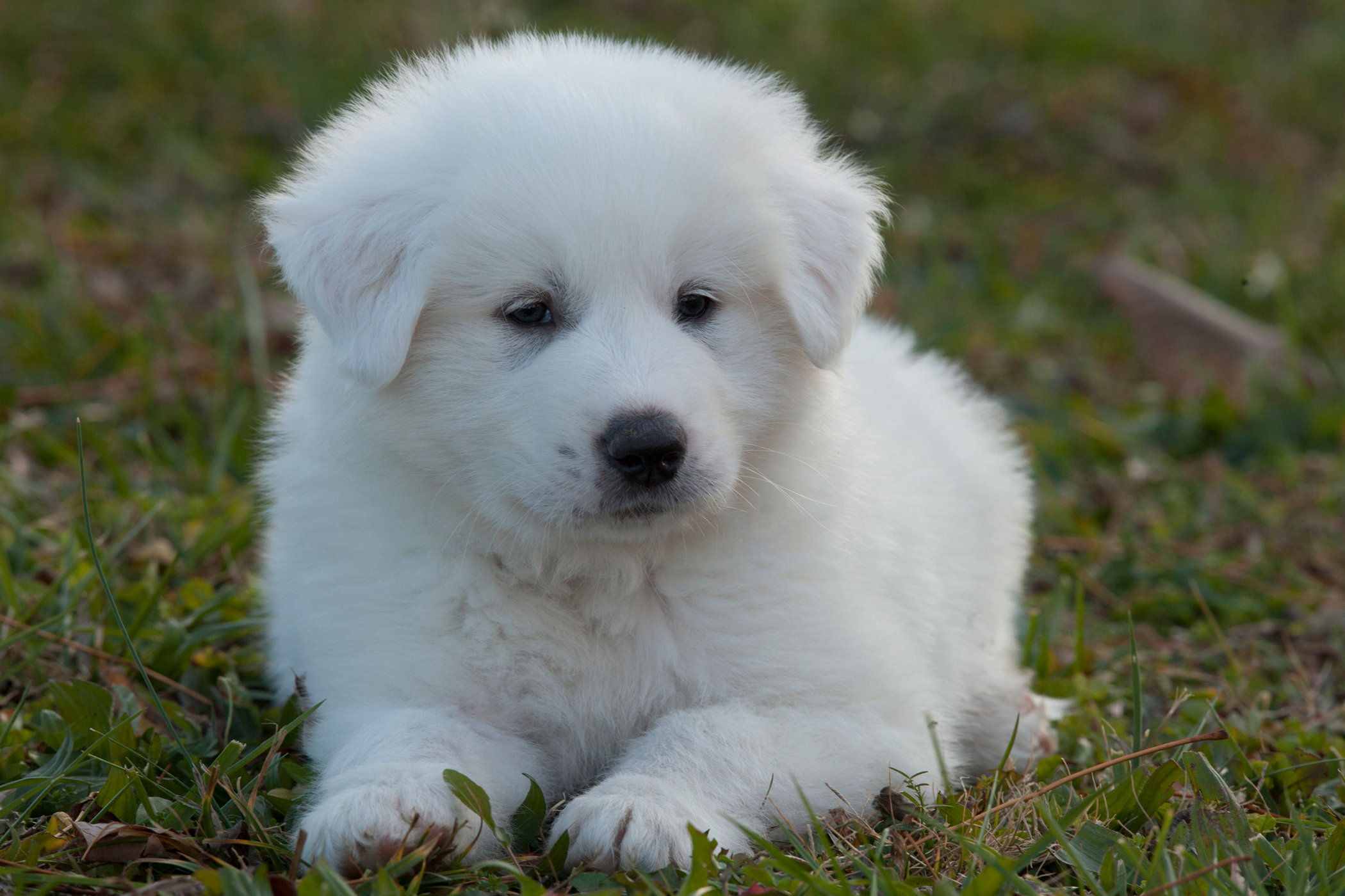 Puppy stage - Jim Zuckerman photography & photo tours