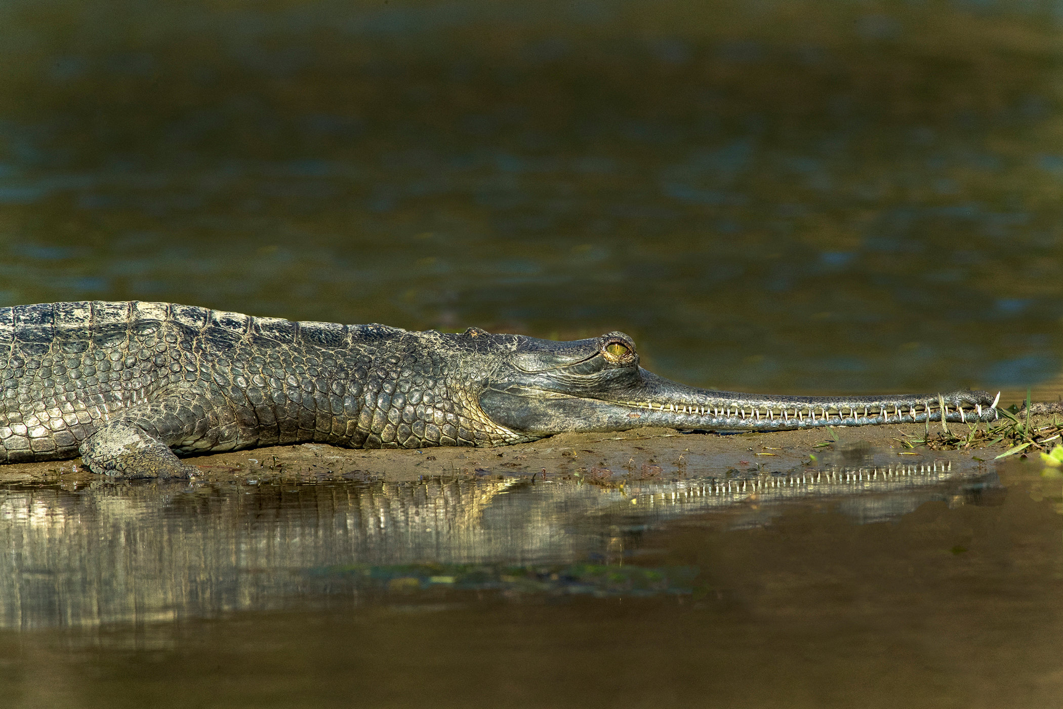 Gharial Croc Jim Zuckerman Photography And Photo Tours