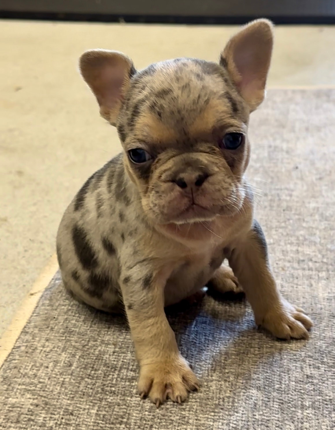 Available French Bulldog Puppies | Farfalla Frenchies Florida