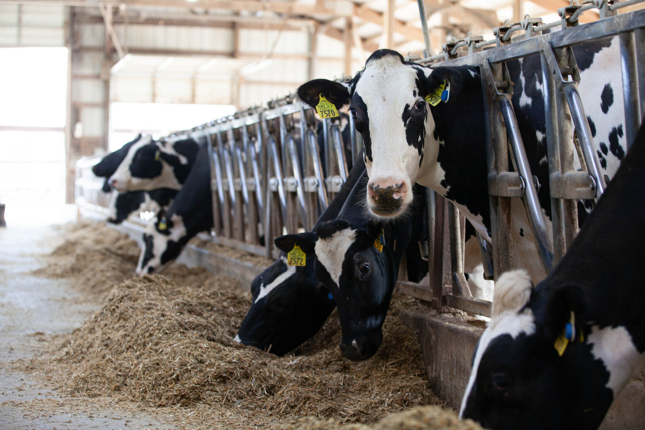 Dairy cows eating feed at a farm in Wisconsin.