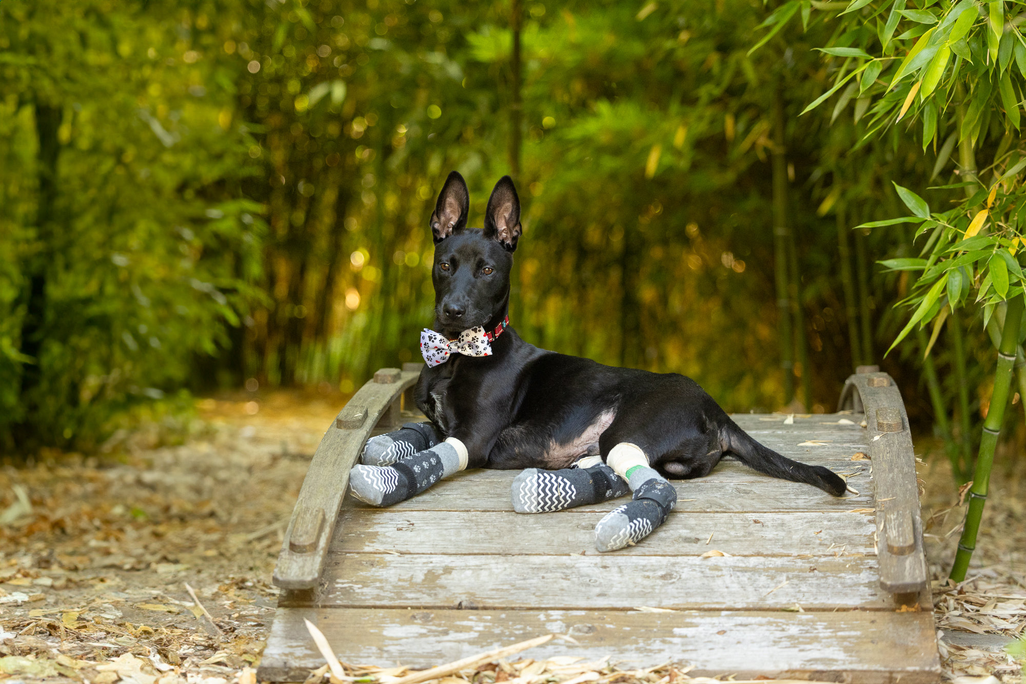 Meet Phoenix, the Resilient Rescue Dog - Terri Jacobson Photography