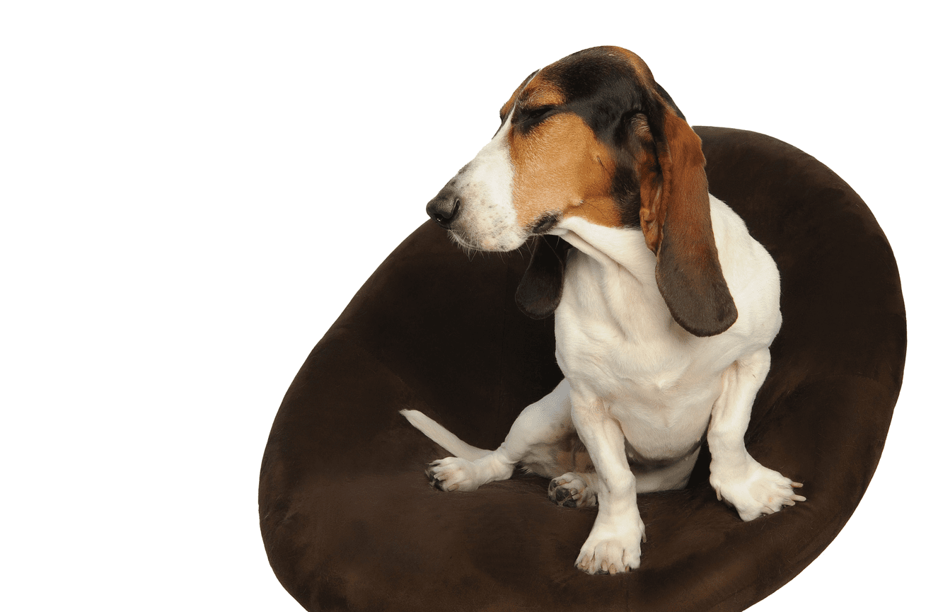 A brown black and white basset hound name Paris sitting on a brown velvet chair in the Kliks Photography studio in Cedar Rapids Iowa.