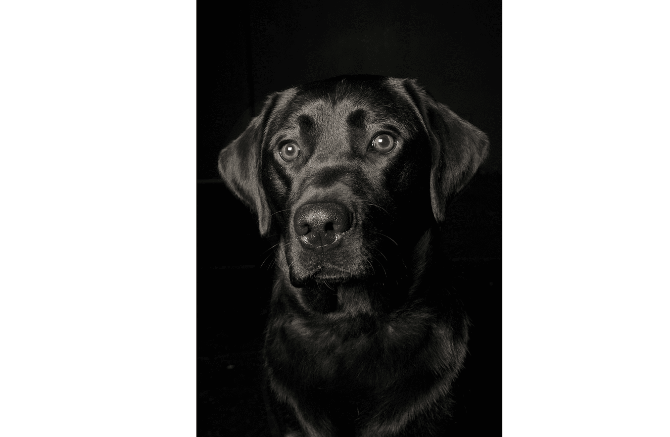 A shinny black labrador retriever named Harold who was trained by Nancy Salzstein as a service dog for the Puppy Jake Foundation in the Kliks Photography studio in Cedar Rapids Iowa.