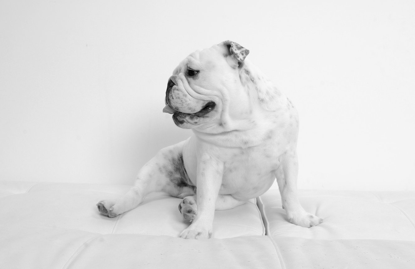 A profile of a white French Bulldog.
