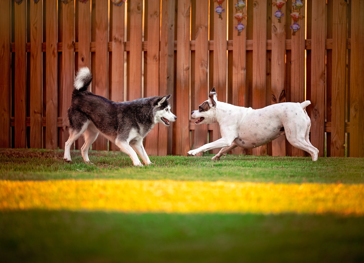Two dogs play energetically on grass in front of a wooden fence.