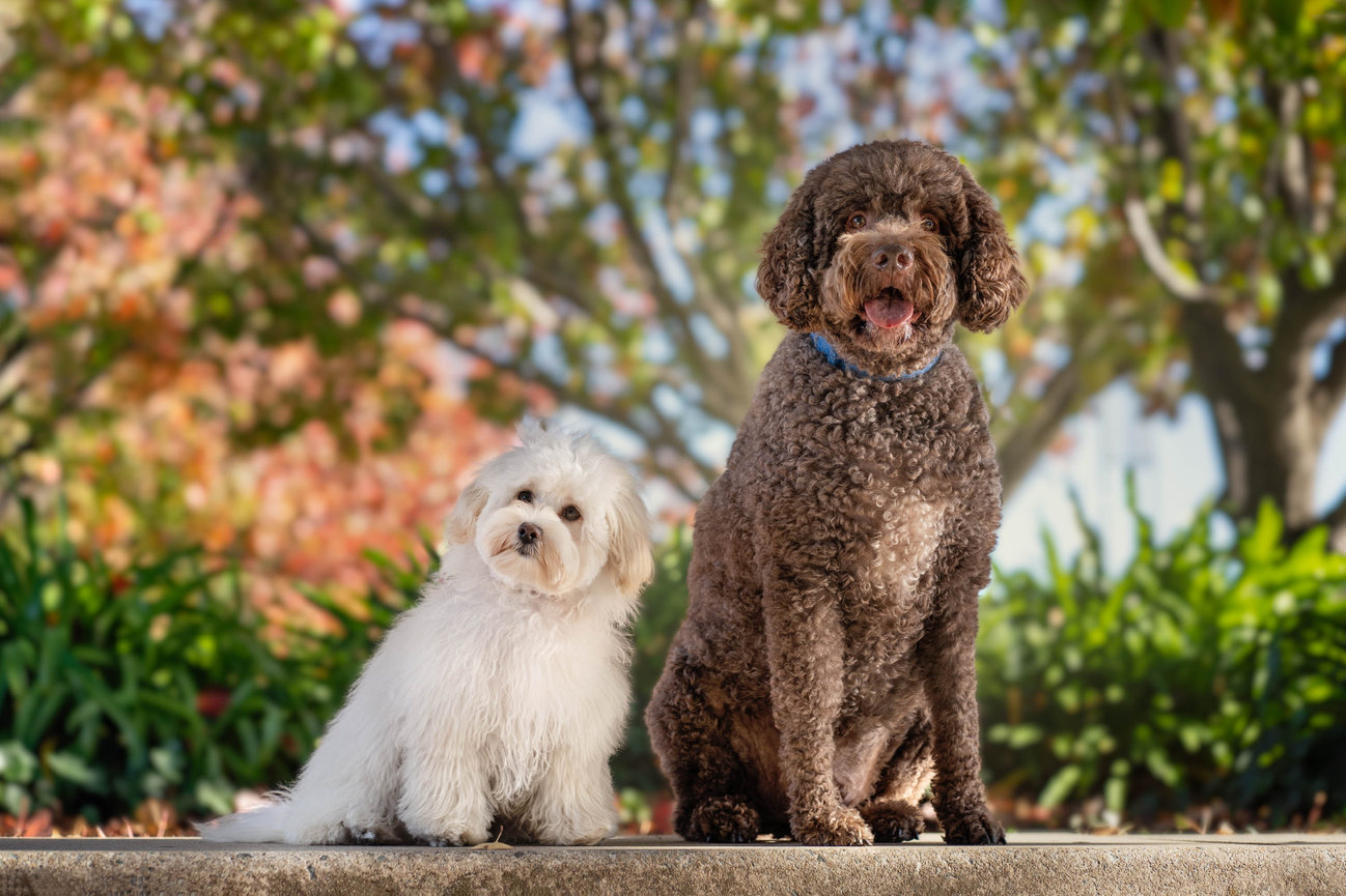 Melo the Moodle and Louie the cavoodle posing at Canberra Lake burley griffin 