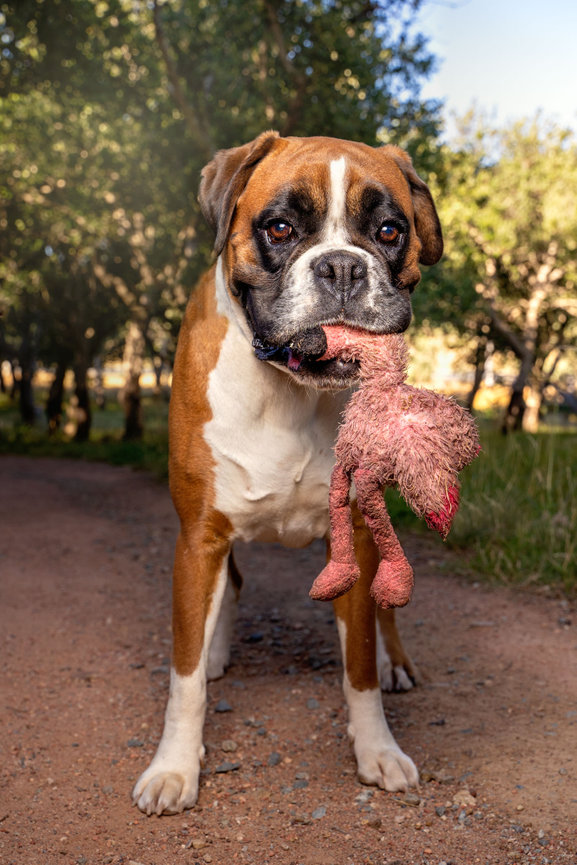 Scarlett the Boxer holding her flamingo toy in her mouth