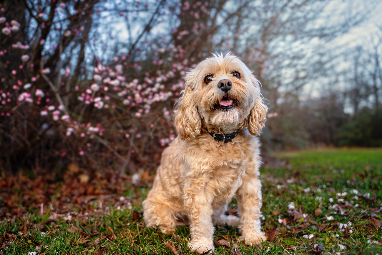 Chai the cavoodle with cherry blossoms blooming in Canberra winter