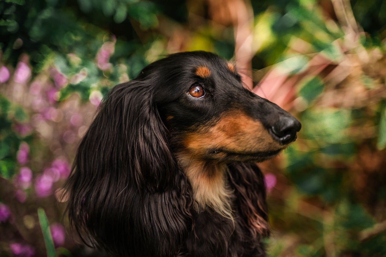Long-haired dachshund with a dark coat, looking to the side, surrounded by vibrant greenery and purple flowers.