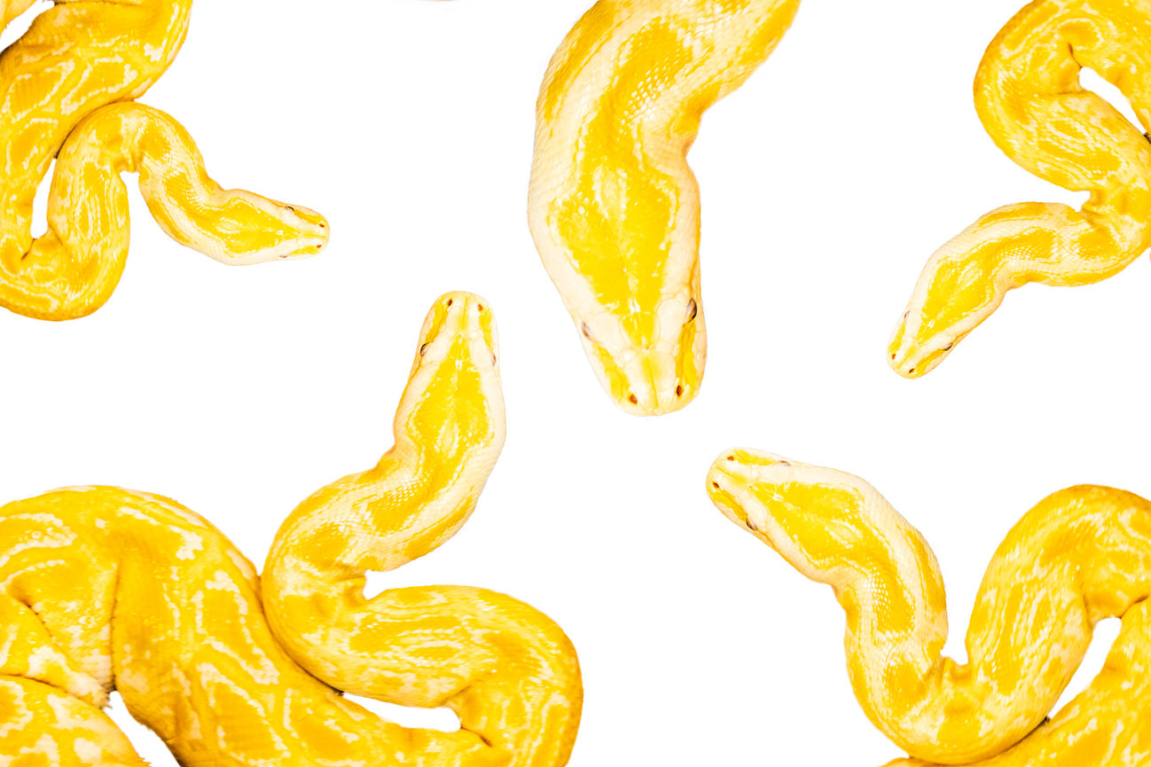 Yellow Boa Pet snake portrait into wall art piece.