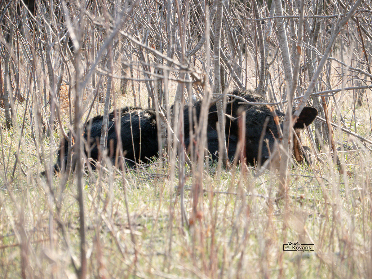 A newborn angus calf staying 'hidden' in the bushes
