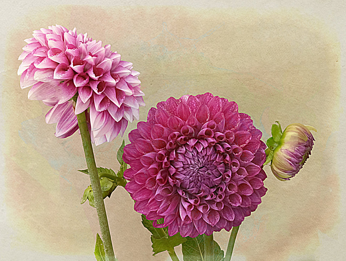 Backgrounds for Your Flower Photography Mike Moats Award Winning