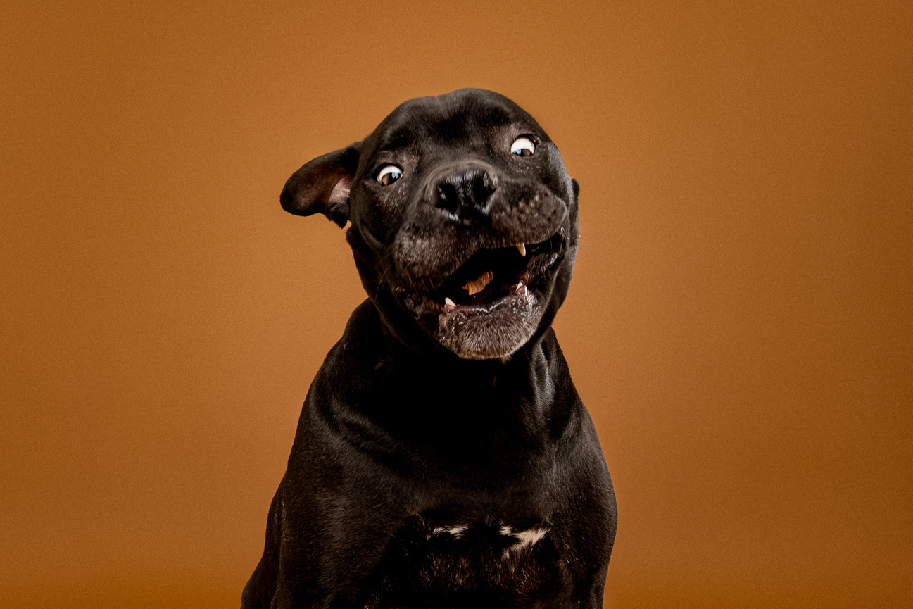 dog catching treats pet photographer