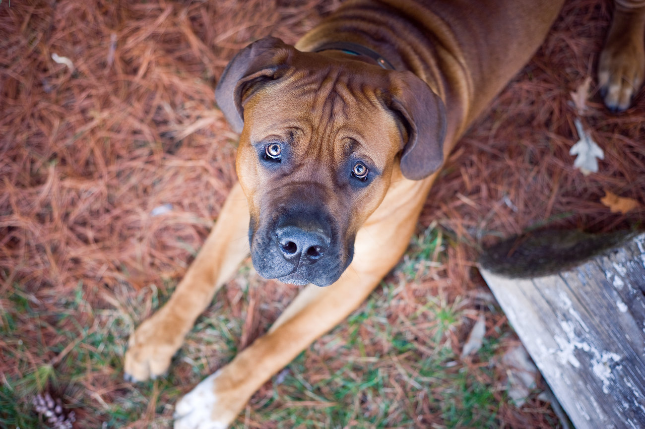 Brown dog with a short coat lying on pine needles, looking up curiously at the camera. Columbus Ohio