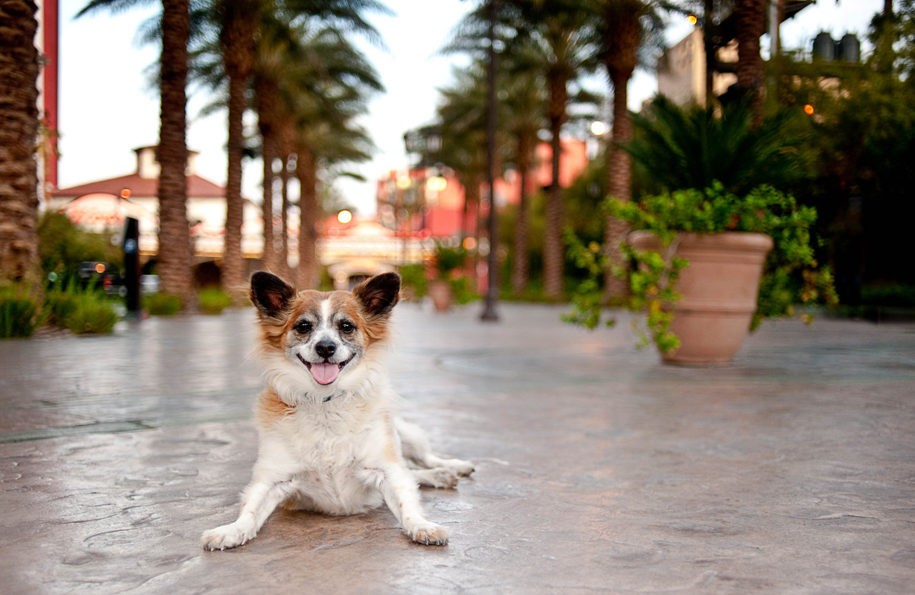 Dog sitting on a paved pathway lined with palm trees, smiling toward the camera.