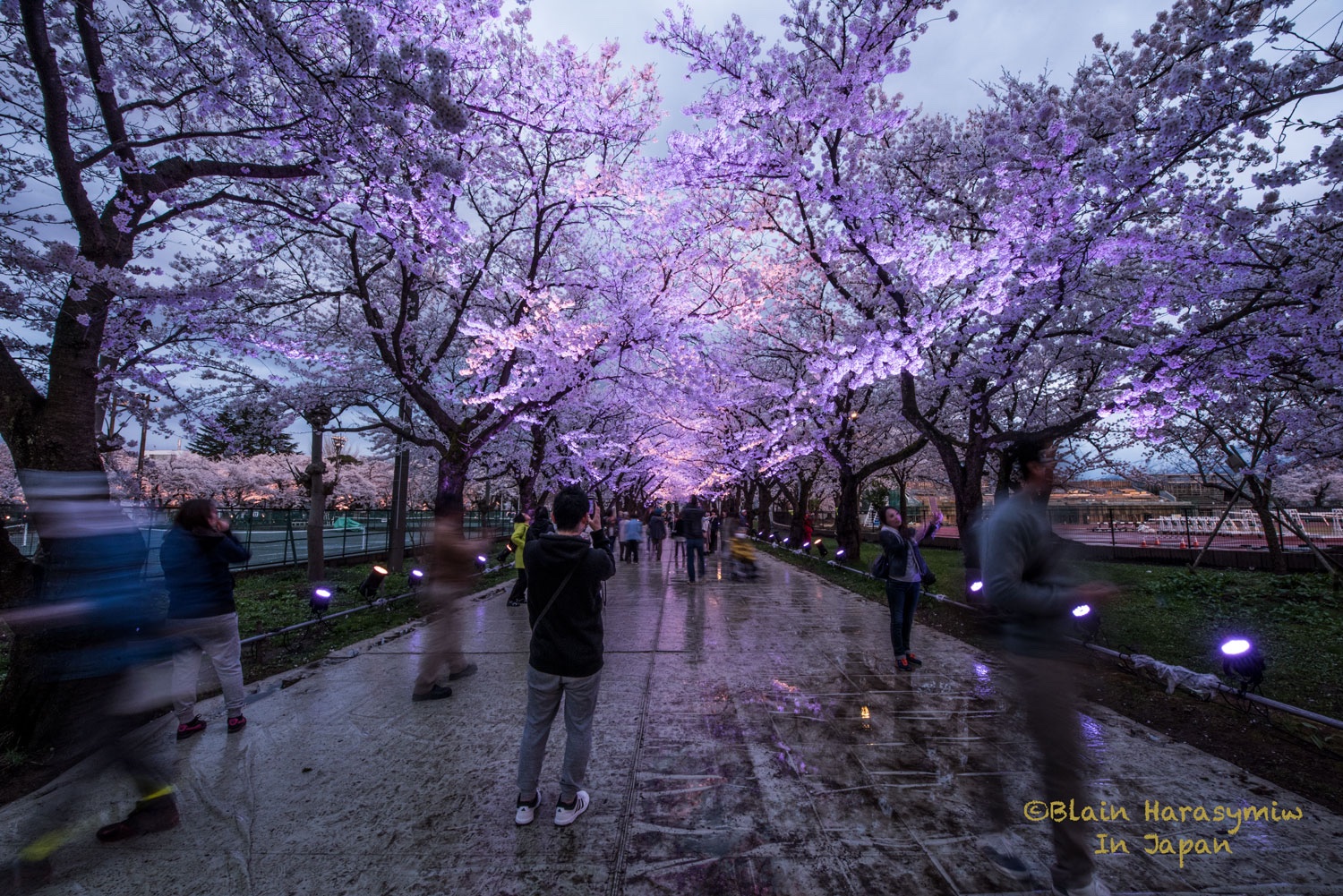 tours of japan cherry blossom